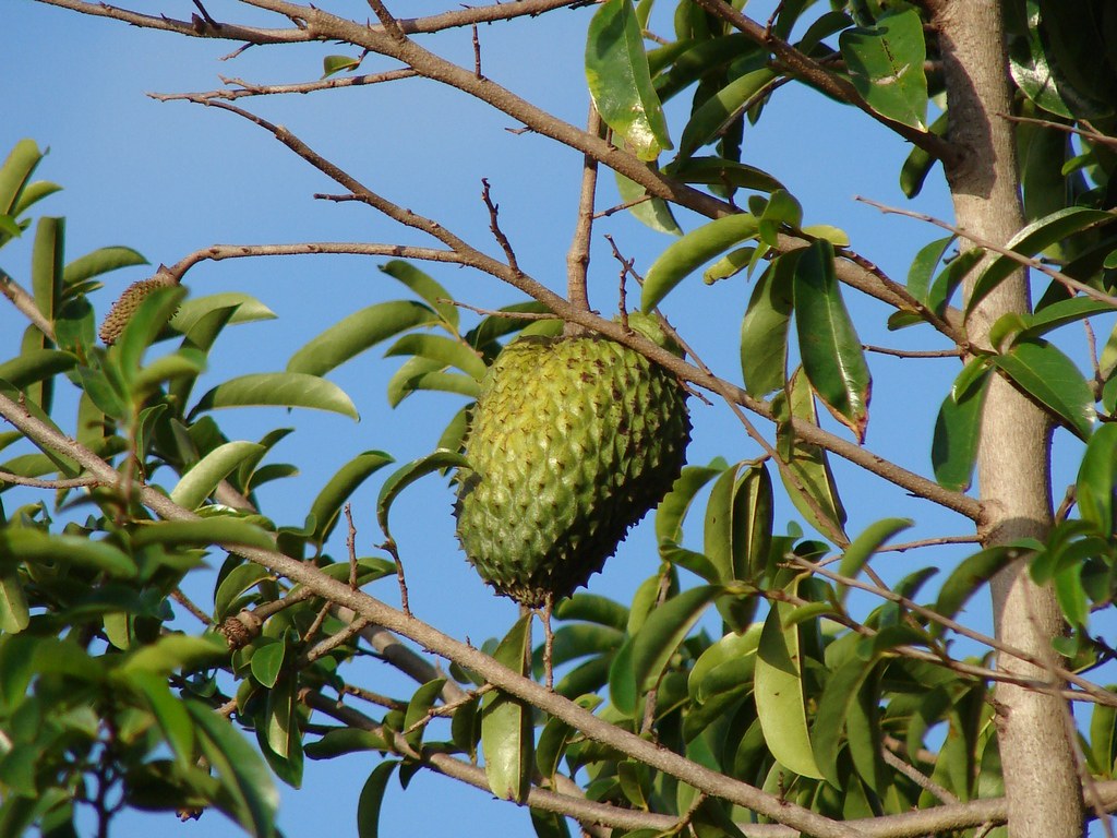 Soursop Benefits