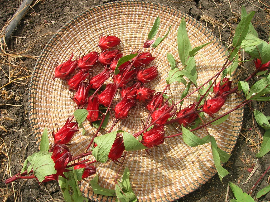 Hibiscus Tea